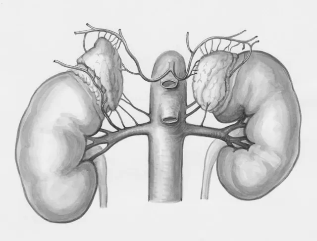The Connection Between Uric Acid and Kidney Disease 1 Black and white anatomical sketch of a human kidney, featured in an article about uric acid and kidney disease.